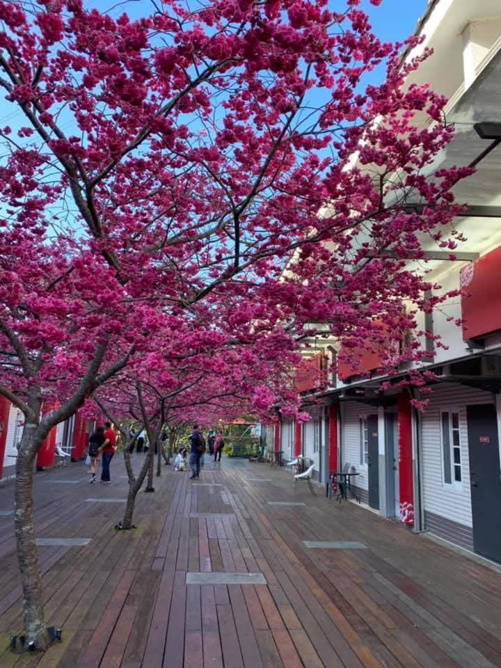 Miaoli Sanyi Bo Wu Guan Homestay Exterior foto